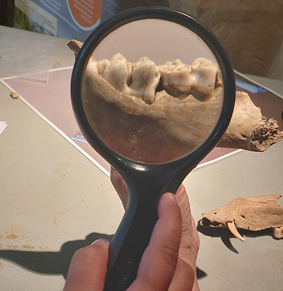 ©SMB-malLette archéozoologie Atelier Maison de Broue